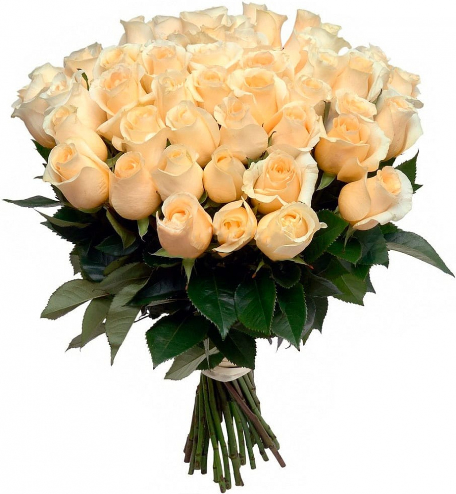 Розы голландия кремовые Розы голландия кремовые